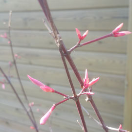 acer