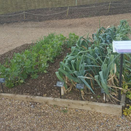 healthy leeks!