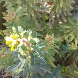 euphorbia