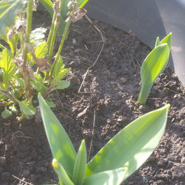 allium