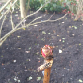 magnolia bud