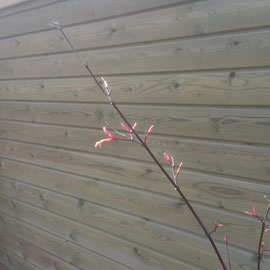 acer