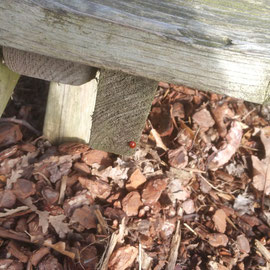 ladybird