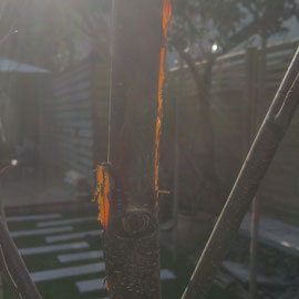 glowing betula bark