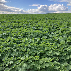 Malva sylvestris