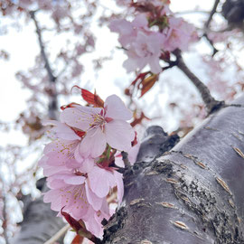 今年の桜の開花は異例の早さ