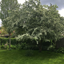 Weißdornblüte