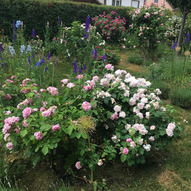 Rosenblüte 