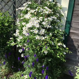 Clematis Huldine und Rittersporn einjährig