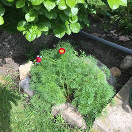 Päonie tenuifolia