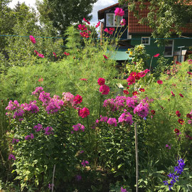 Cosmea und Stauden-Phlox