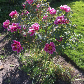 Päonie rockii Blüte 9. Mai 22