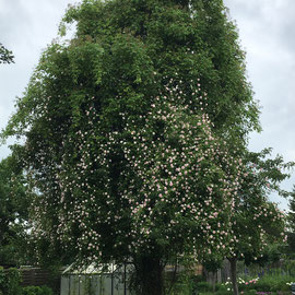 Birne mit Kletterrose Ayrshire Queen