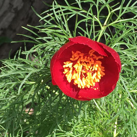 Päonie tenuifolia