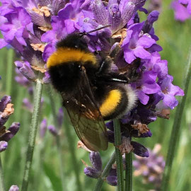 Lavendel