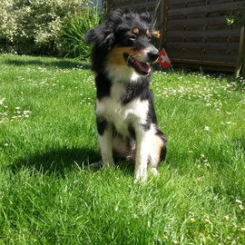 Miniature American Shepherd