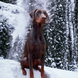 Sircey à la montagne