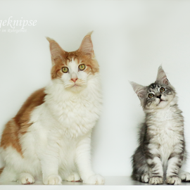 Maine Coon Mephisto und Django im Studio