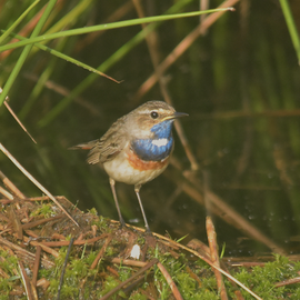 Blauwborst