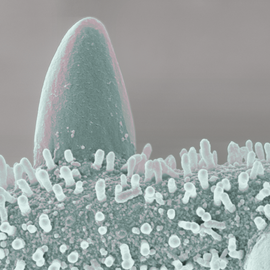 Mikrokosmos - Pollen