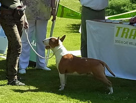 Clubshow weekend GBF Schloss Meisdorf 5.-6.7.2014 GBF CLUBSHOW 6.7.2014 Richterin Joanna Phillips ( Bullyon) GB. Allgäuer Sunshine Bull April Adam (Yoeckydoes Kissproof x Ultima Una von Amadis) Rüden Jugend V1 CAC VDH/GBF