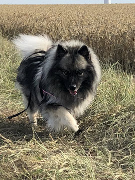 Wolfsspitz Ardèche von den Römerwölfen