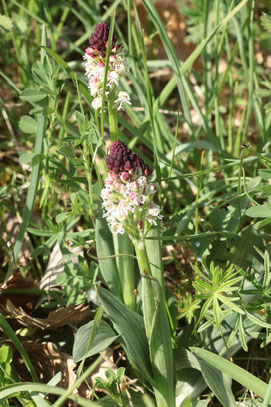 Brand-Knabenkraut, Orchis ustulata - Vogtsburg 03.05.2017 (G. Franke)