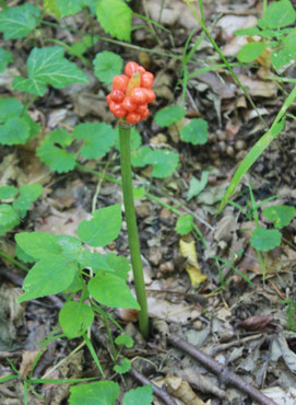 Im Albtal am Wegrand - Fruchtstand vom  Gefleckten Aronstab (Arum maculatum) - giftig (G. Franke, 02.08.15)