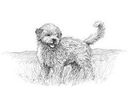 lagotto prezzo