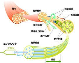 筋紡錘のしくみ 画像著作権「しいなの丘」帰属