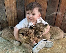 Lion Safari Grenn Canyon