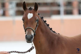 Miamie Dream d'Extra, Femelle PFS,     A VENDRE