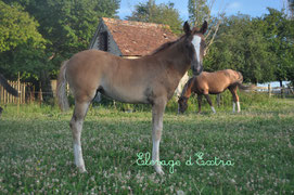 Pink Lady d'Extra, Femelle PFS, A VENDRE