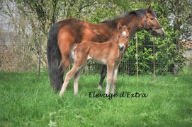Never Forget d'Extra, Hongre New-Forest, A VENDRE