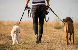 Mit Körpersprache den Hund führen und leiten in der Hundeschule in Dreieich und Offenthal