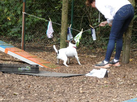 GOOD DOGS Hundeschule in Rodgau, Heusenstamm, Dietzenbach, Obertshausen, Neu-Isenburg, Dreieich, Rödermark, Offenbach