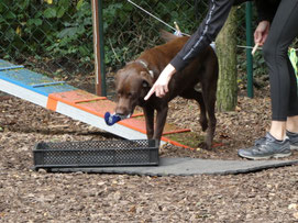GOOD DOGS Hundeschule in Rodgau, Heusenstamm, Dietzenbach, Obertshausen, Neu-Isenburg, Dreieich, Rödermark, Offenbach