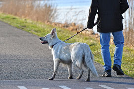 Körpersprache mit System einsetzen in der Hundeschule in Heusenstamm und Rodgau