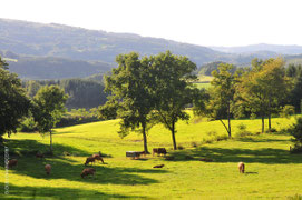 meadows and forests as far as the eye can see: hiking in Limousin
