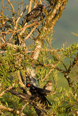 red-billed buffalo-weaver, alecto à bec rouge, bufalero piquirrojo