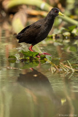 black crake, râle à bec jaune, polluela negra africana