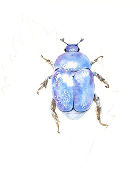 Hoplie azuré