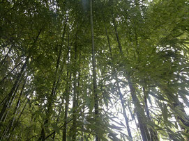 Bamboo - bambu - Bambou - by Alain Van Den Hende CC 4.0