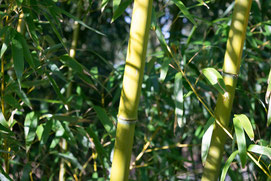 bamboo bambu bambou