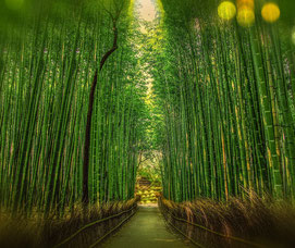 bamboo bambu bambou 