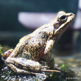 エゾアカガエル（旭山動物園にて）