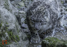 Schneeleopard