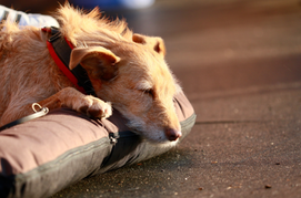MindDog in der Hundeschule Heusenstamm, Dietzenbach, Offenbach, Rodgau, Obertshausen, Neu-Isenburg, Dreieich, Rödermark