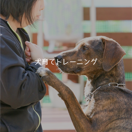 犬育てトレーニング