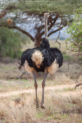 somali ostrich, autruche de somalie, avestruz somali, wildlife of kenya, birds of kenya, nicolas urlacher